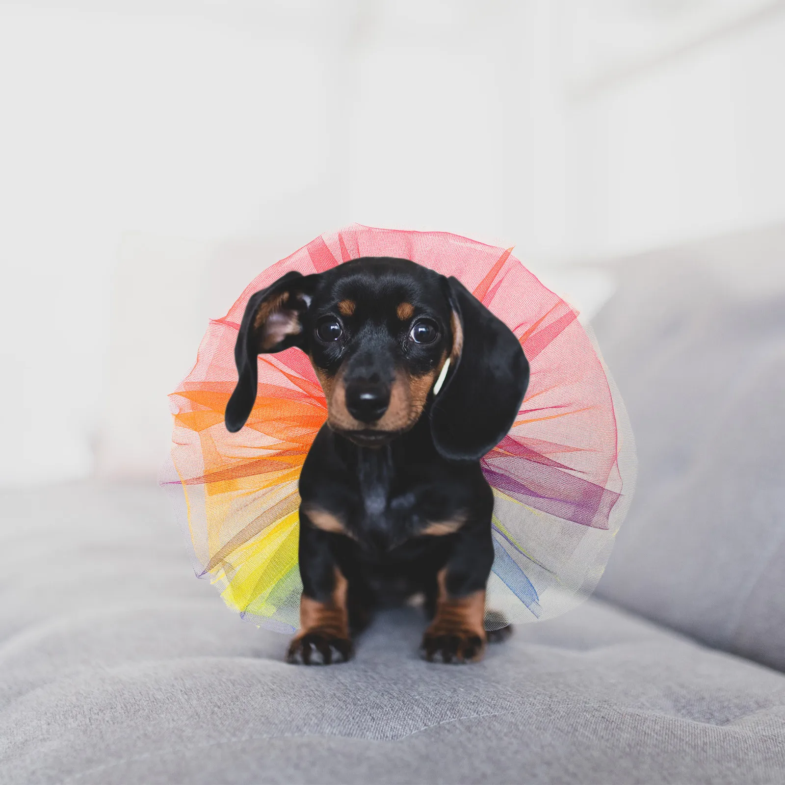 Rainbow Dog Tutu Dress Colorful Summer Puppy Skirt Pet Clothes Party Wedding Birthday Dog Collar Puppy Dress Tutu