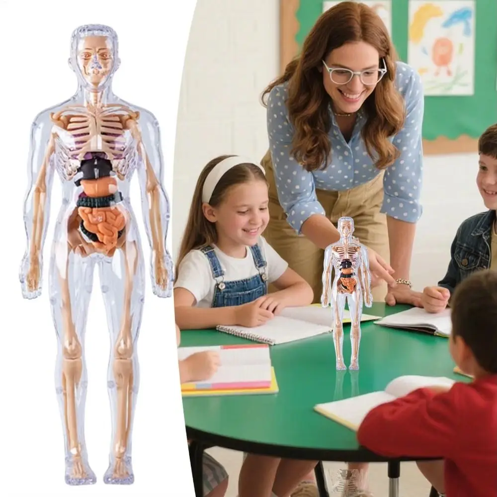 

Plastics 3d Human Torso Model DIY Mannequin Transparent Science Cognitive Puzzle Toy Education Toys Construction