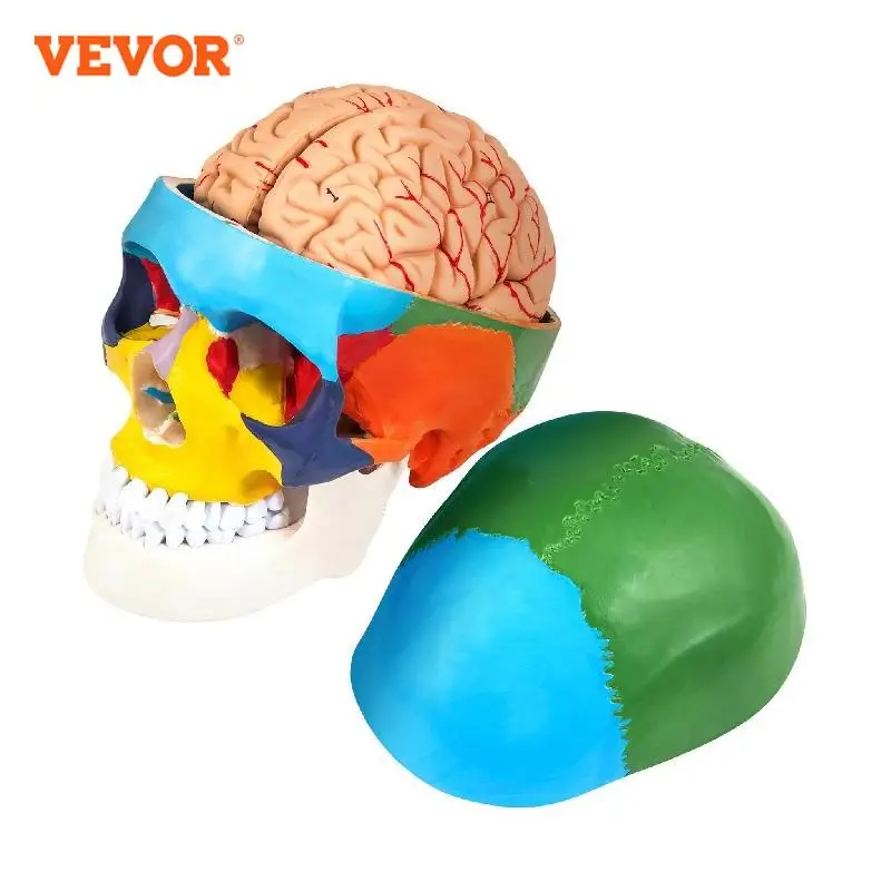 

VEVOR 1:1 Detachable 8 Parts Human-Skull Model Anatomy Colored Medical PVC Material for Teaching Researching Patient Explaining