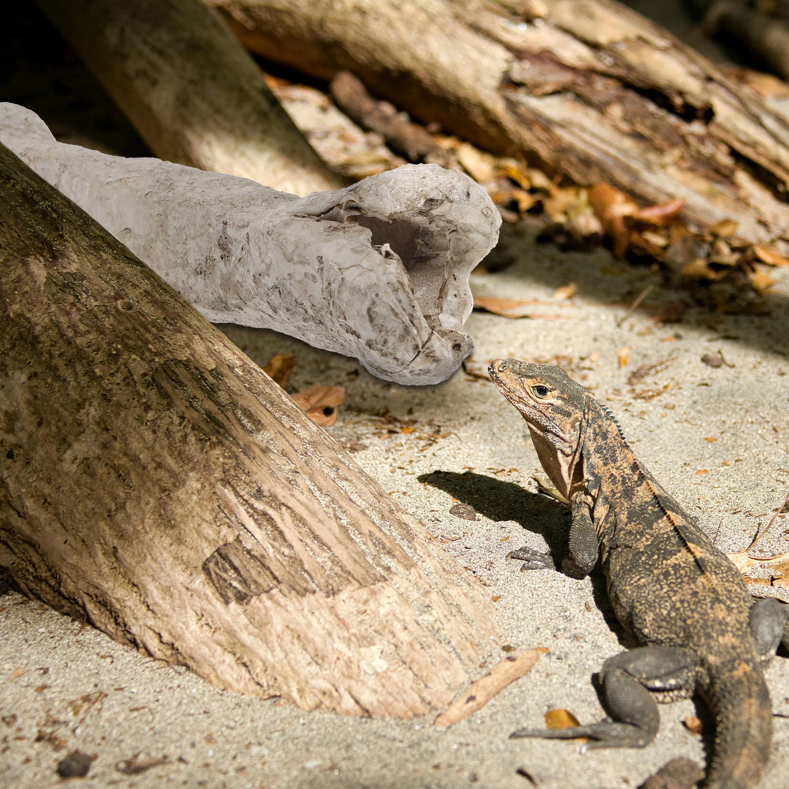 

Resin Bone Hideout Durable Cave for Tortoise Hiding Cave Lizard Turtle Decor Unique Atmosphere Pet Shelter Accessories