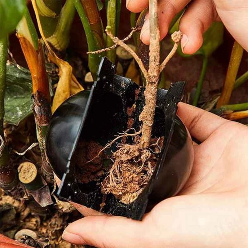 8 ซม.พืช Rooting อุปกรณ์แรงดันสูง Propagation Ball ปลูกกล่อง Breeding สําหรับ Garden Graft กล่อง Sapling