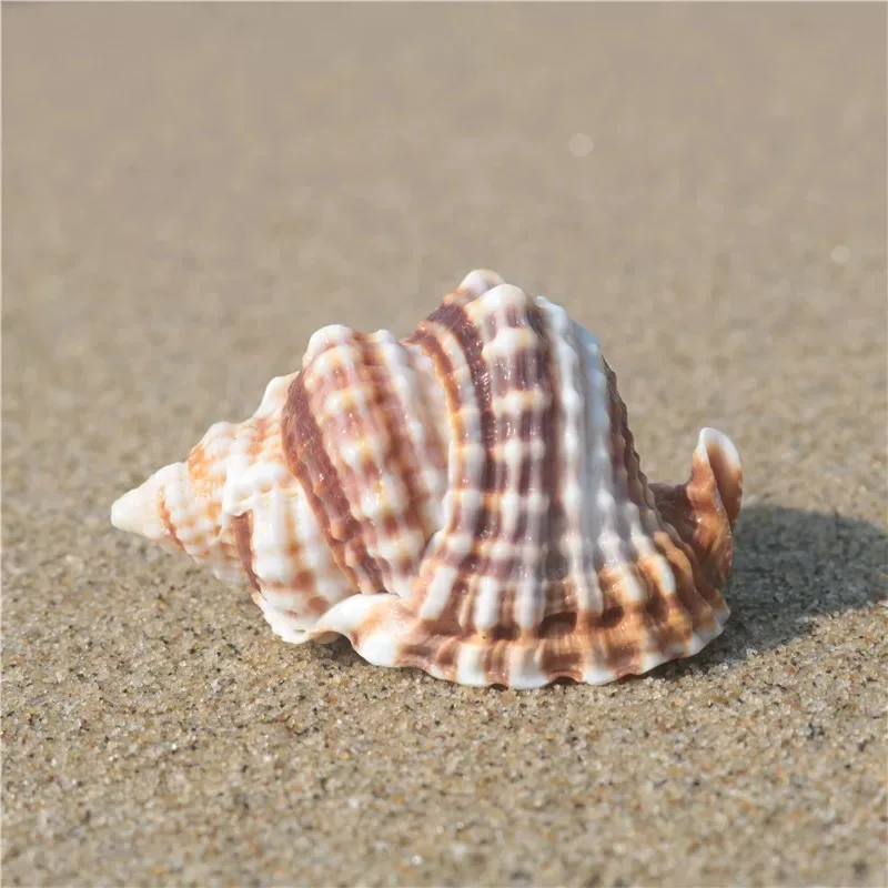 New Natural Conch Shell Twisting Conch Collectible Specimen Conch Mediterranean Home Window Decoration Fish Tank Landscaping