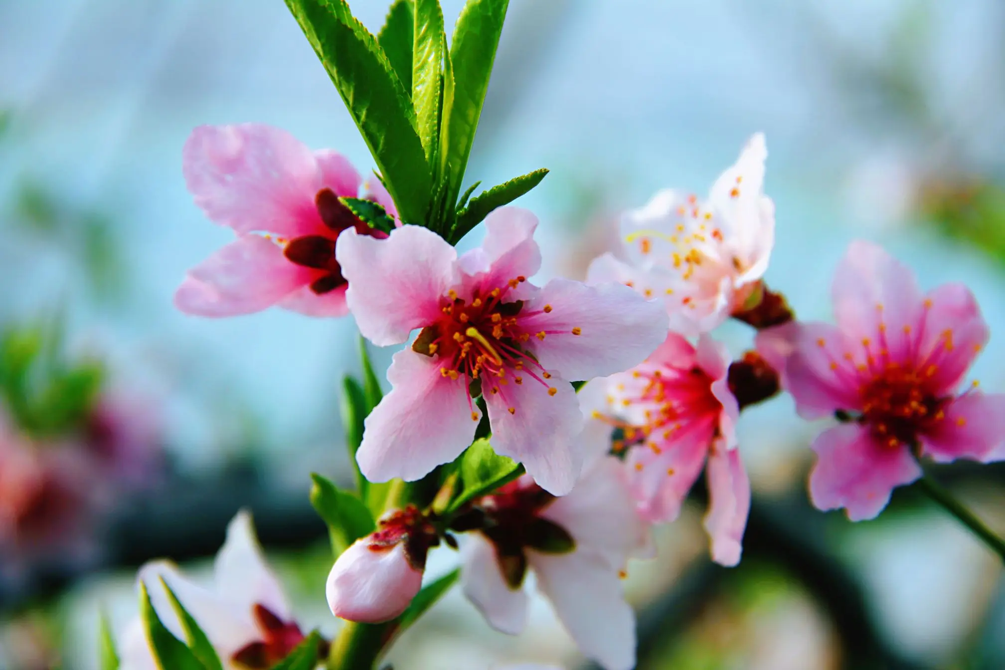 

Props Adapter Thread Blade 5MM/6MM/8MM Shaft Folding Propeller Clip for RC Airplane Racing Drone Fixed-wing DIY Accessorie