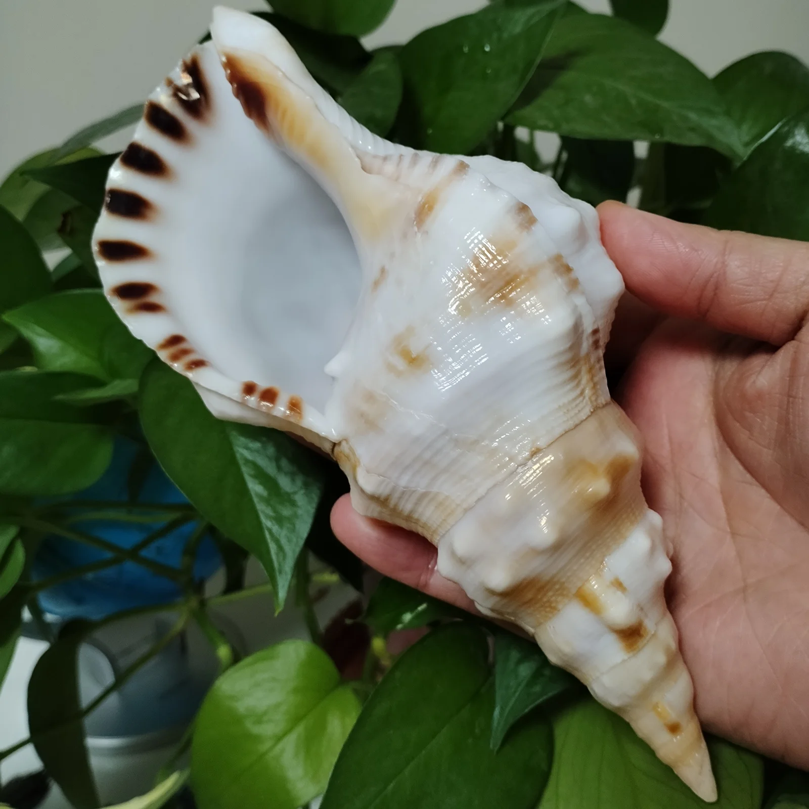 Saul's Triton Shell, Giant Frog Shell Charonia Lampas Sauliae Specimes for Decorating Nautical Home Decor Wedding Party
