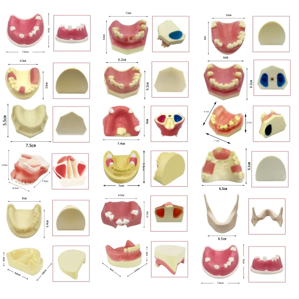 

Dental Implant Training Model Maxillary Mandibular Sinus Soft Gum Teeth Practice Dentistry Studying Teaching Demonstration Tools