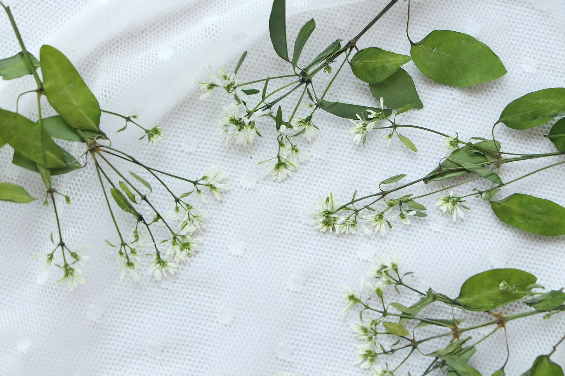 6–9 cm/12 Stück, natürliche gepresste Blumen-Mini-Zweige, echte Blume, DIY-Geschenkkarten, Lesezeichen, Tropfenkleber, Schmuckzubehör, Duftkerze – Detail 5