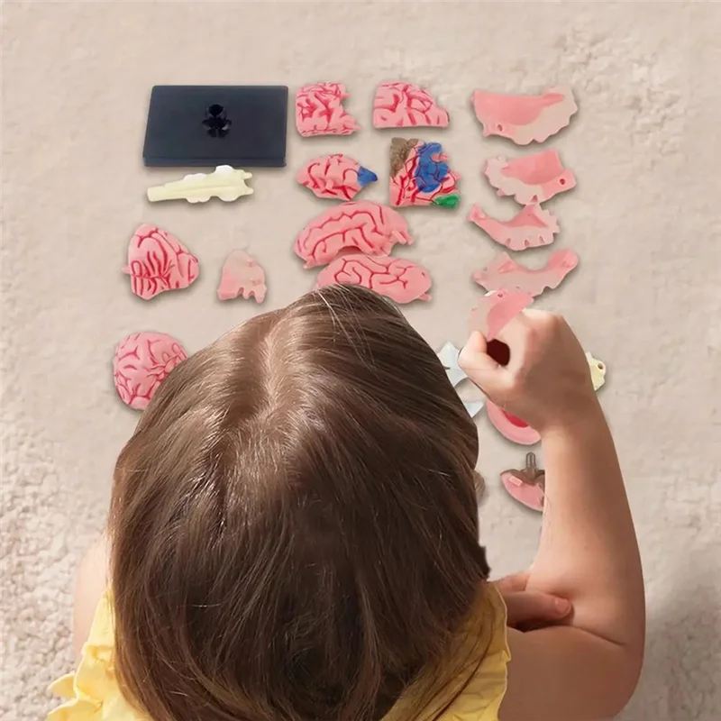 ABWP-New 4D Human Brain Model Kids Scientific  Teaching Anatomical Model Lab Display Model DIY Assembling Model
