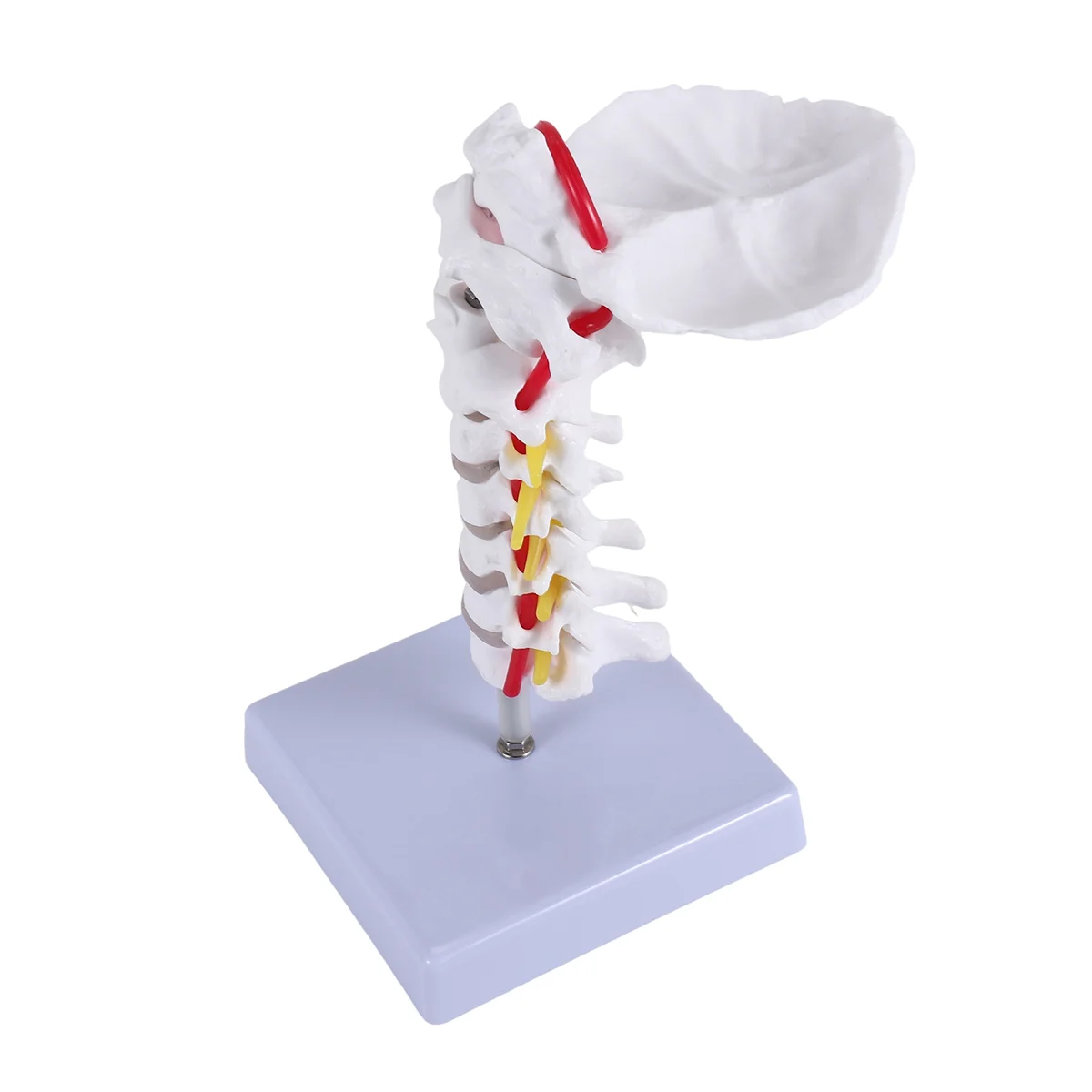 

ABKM Cervical Vertebra Arteria Spine Spinal Nerves Anatomical Model Anatomy for Science Classroom Study Display Teaching Model