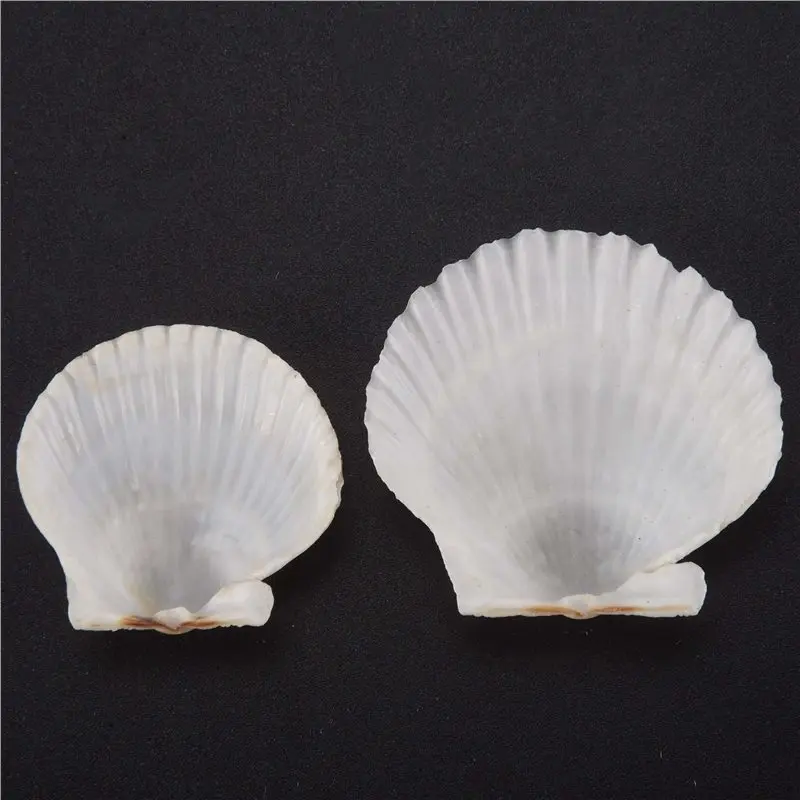 BAAJ-120PCS Natural Scallop Shells 1.4-2.4Inch White Small Sea Shells For Crafts Crafting Shell Bulk Real Seashells