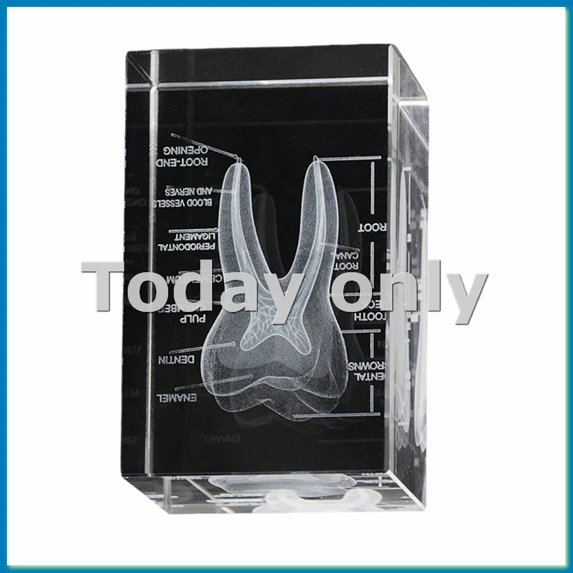 3D Human Oral Cavity Tooth Crystal Model Laser-Etched Anatomical Model for Science Office Decoration Dentists Gifts-ABVK