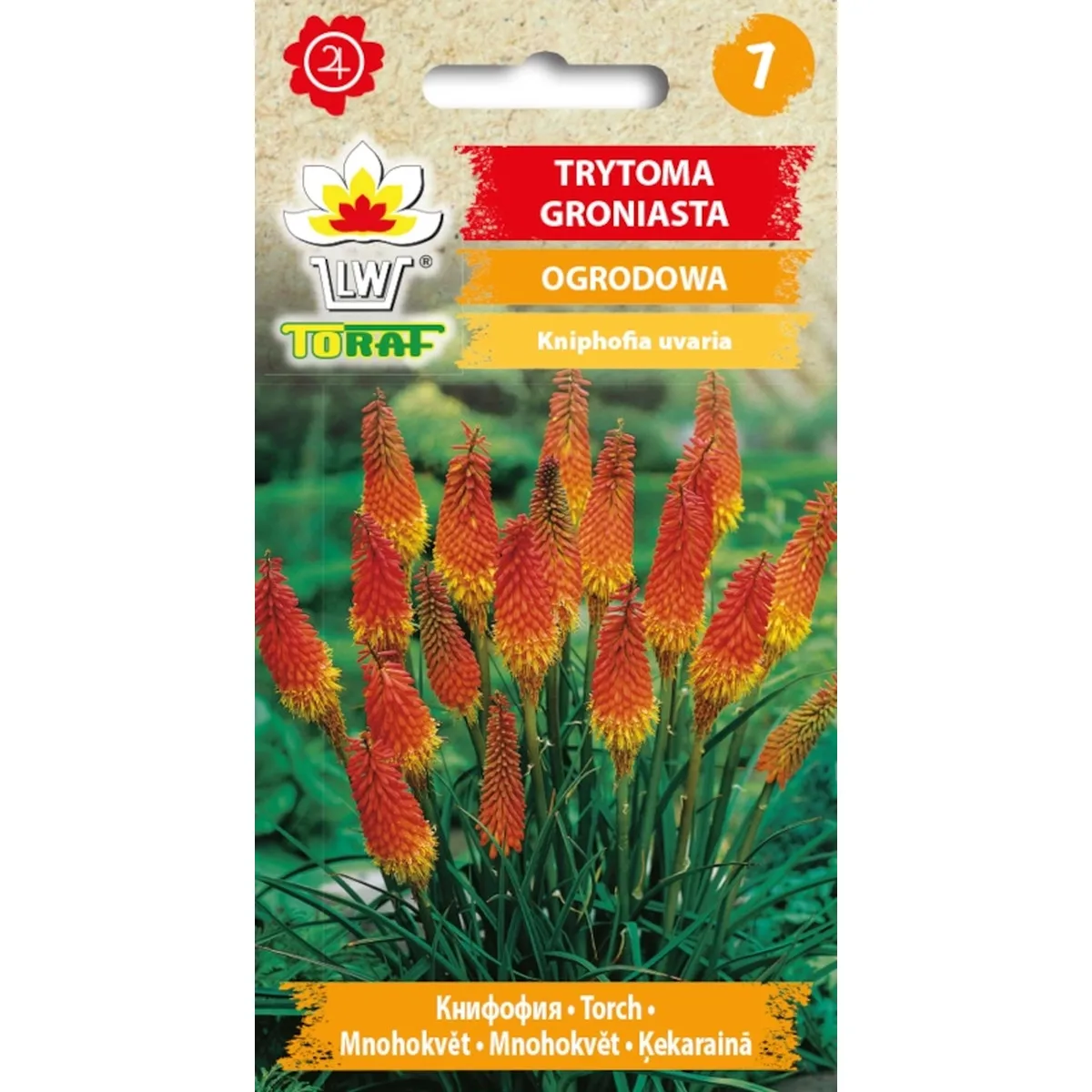 Tritoma clusters flower seeds for home and garden 0.5g-TORAF