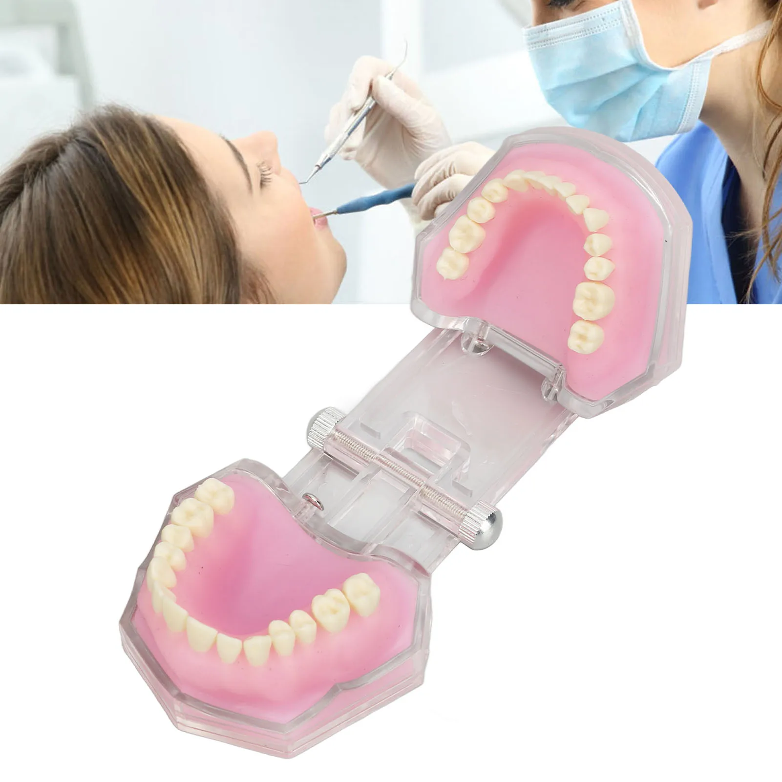 Dental Teeth Model Teeth Typodont Tooth Model Resin Detachable Standard Study Teaching Implant Dental Mode for Teaching Practice
