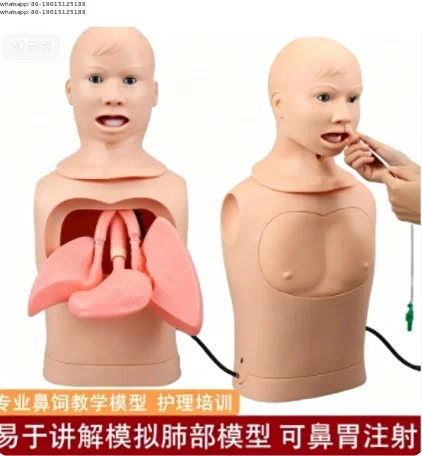 Professional nasal feeding tube model Half-body Simulated human nasal feeding, sputum suction, gastric tube gastric lavage mold