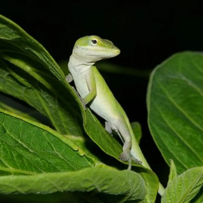 

Front CVD Front Drive Shaft FSR 239022 Universal Joint MODEL TT 1/7 DESERT STORM SHORT Course TRUCK RC Runners