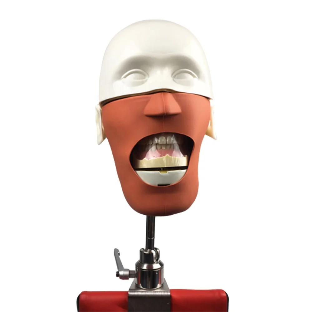 Dental Education Model Dental Manikins Phantom Head Model