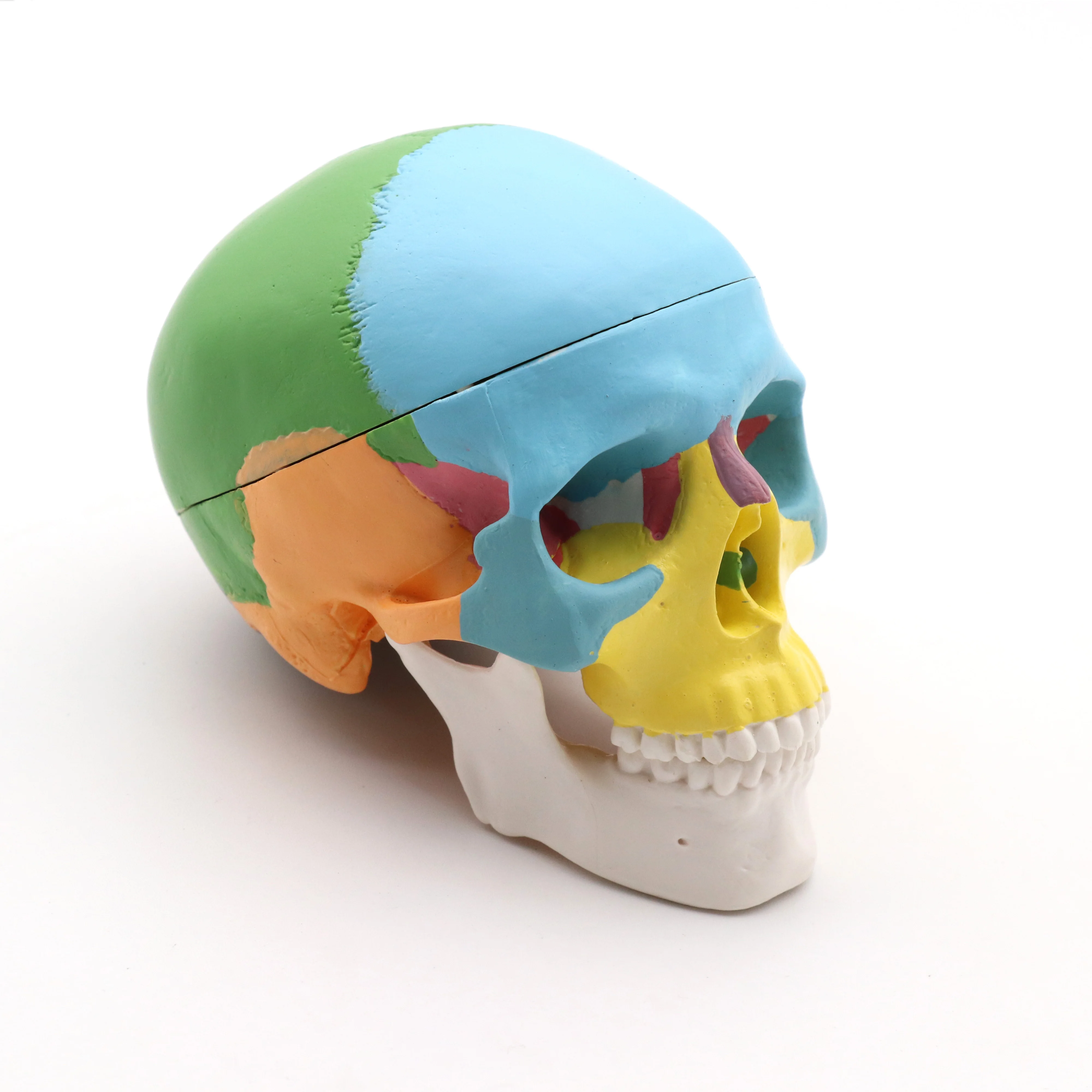 

Mini Skull Model Colored Life Size Human Medical Anatomical Adult Head Bone for Education Model