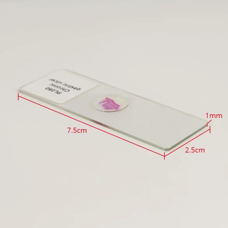 100 kinds Medical Pathological Sections of Human Body Typical Prepared Tissue Specimen Slides Microscope Glass Slice HE Staining