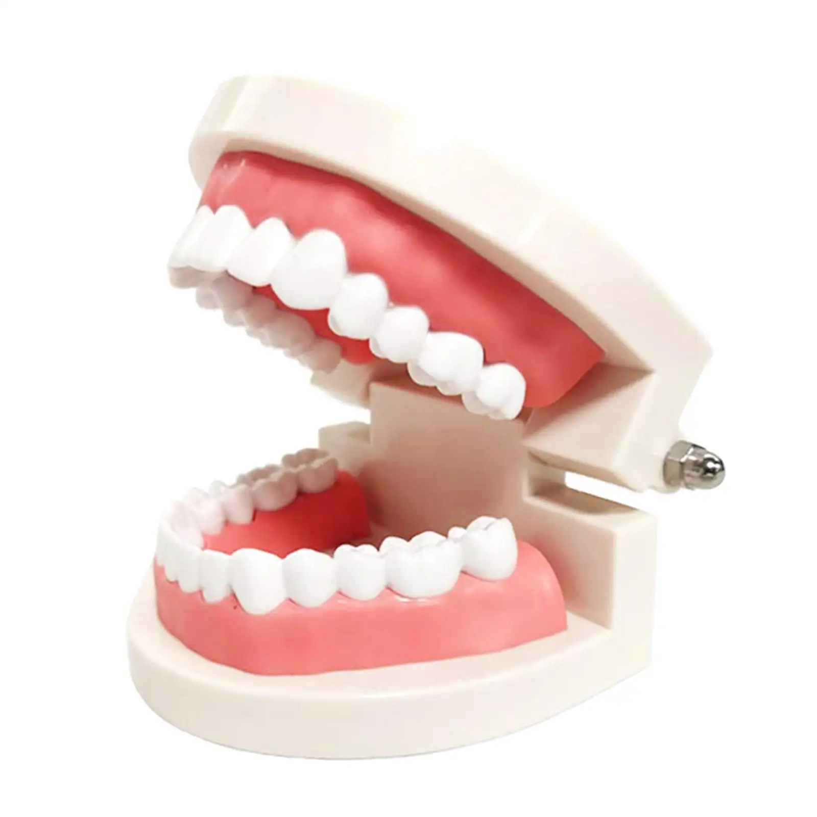 Adult Standard Teeth Model, Typodont Demonstration Denture Model|Mouth Teeth Model Supplies for Kids, Students, Patient