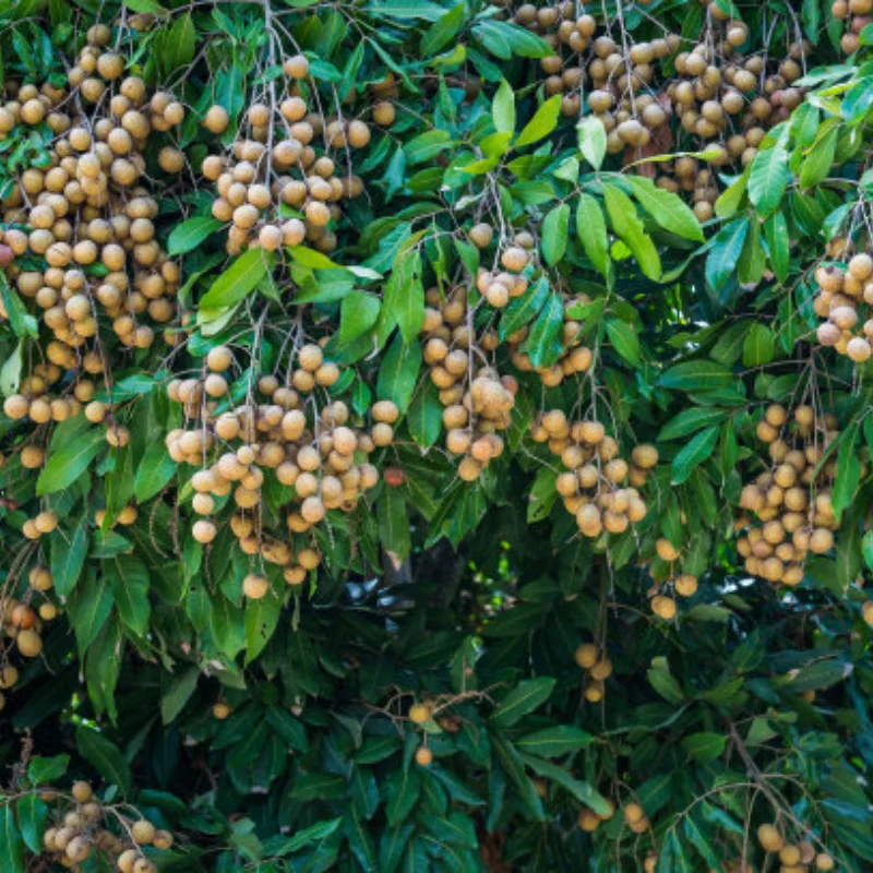 

Металлическая рулевая чашка Kyosho 1/8 USA-1 Monster Truck MA055B — прочная модернизация для электромобилей и нитро