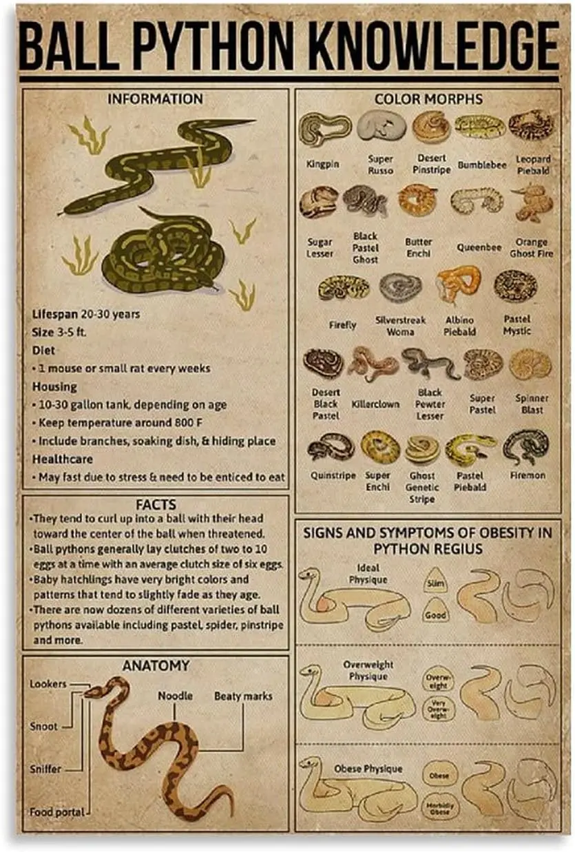 apular  IN Ball Python Knowledge Posters Metal Signs Snake Science Guide Retro Plaque Farm Decor Room Club Garage Wall Decor es