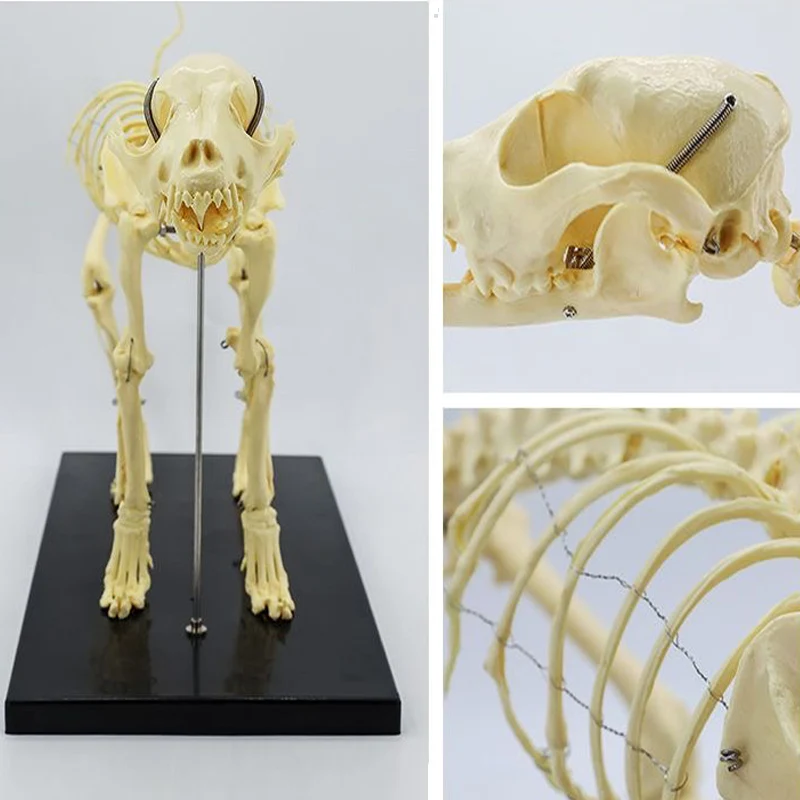 1Pcs Dog Skull Complete Skeleton Specimen Anatomy Model Real Animal Bone Anatomical Model Medical Teaching