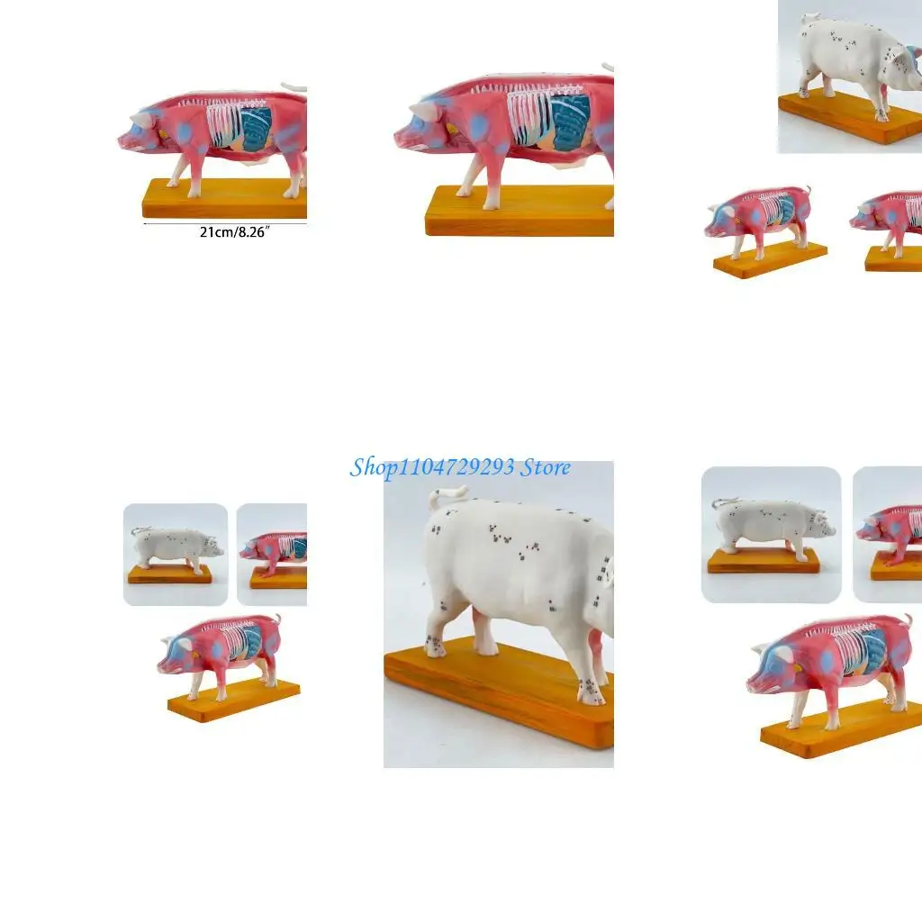 

Анатомическая модель животных Y2GD для ветеринарного обучения