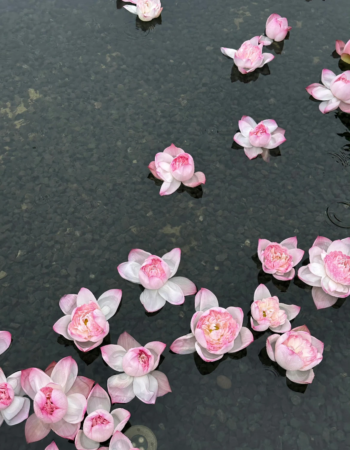 Analyseur de peau du visage 3D de 15.6 pouces, Machine faciale, Scanner d'analyse de la peau à 9 spectres de lumière