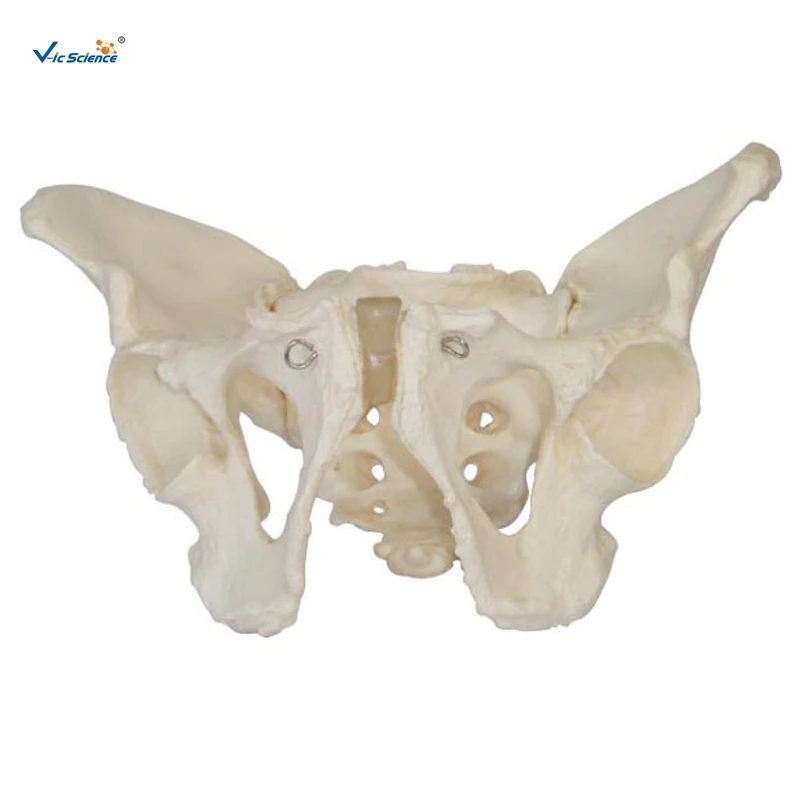 

Adult Male Pelvis Skeleton Model and Human Medical Teaching Skeleton