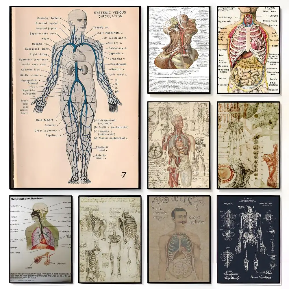 Retro Educational Art Retro Organ Systems In The Human Body Poster American Film Mural Home Childrens Room Wall Decor Print