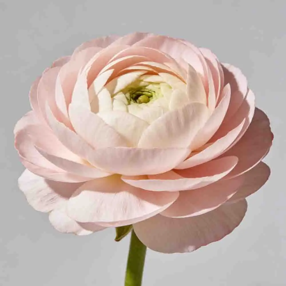 

GEPRC SPEEDX2 3110 Motor 1250KV 900KV 6S LIPO for 7-10 Inch Long Range FPV Drones X8 Models DIY RC Parts