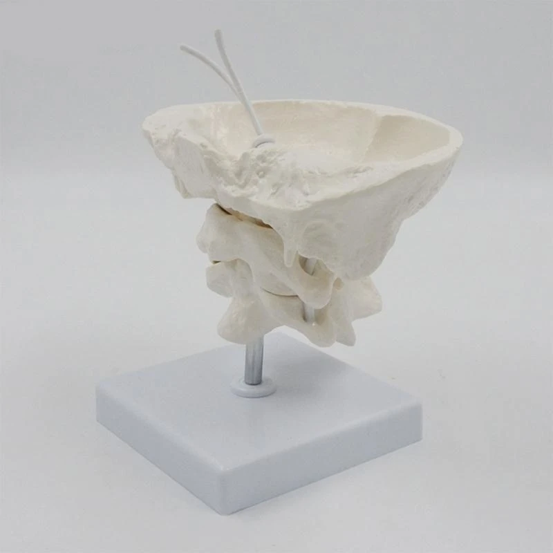 1,5x затылочная кость с базовой докторской доктором Анатомии Анатомия в классе для класса анатомии включает в себя подробные