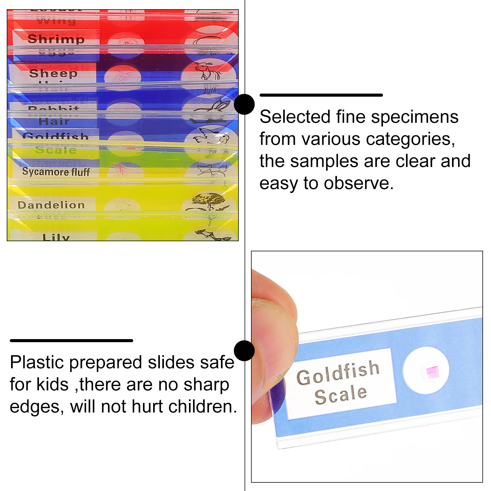 36 vetrini per microscopio preparati, raccolta di campioni biologici, insetti, piante, animali, campioni per bambini e studenti