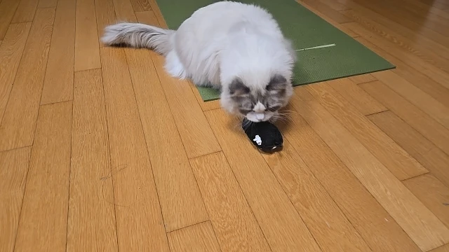 실물 포토 리뷰