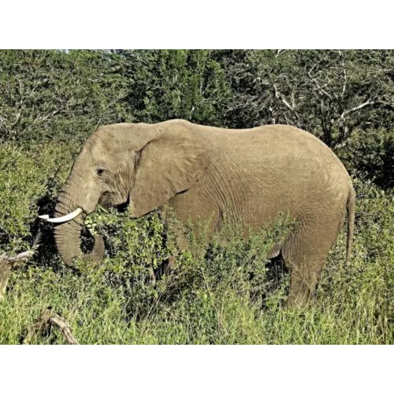 

HOBBYWING QuicRun WP-1060 1060 ESC 60A Водонепроницаемый регулятор скорости для радиоуправляемых моделей автомобилей 1/10, аксессуары для краулеров