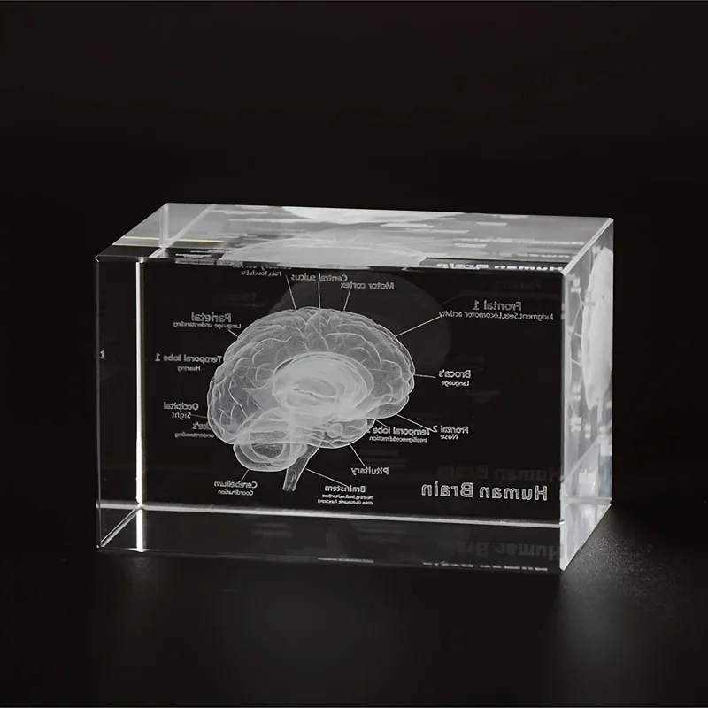 3D Crystal Human Brain Anatomy Model Laser Engraved Neurology Teaching Tool Scientific Gift for Doctors Anatomical Details Decor