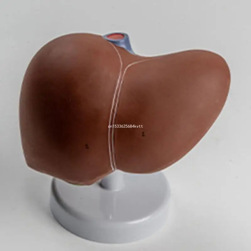 Liver Anatomy Model for Educational Anatomical Liver Model Dropship