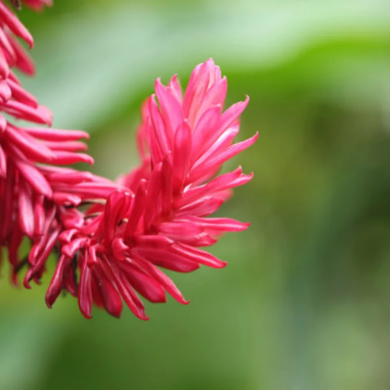 

MJX 1/14 1/16 Universal Steel Differential Gear Set 16420G – Heavy-Duty Metal Front & Rear Differential for 14301 14302 14303