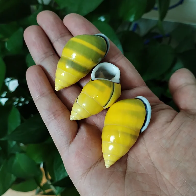 3 PC Colorful Mini Snail Yellow Amphidromus Butoti Shell, Fish Tank Accessory Beach Wedding Decor DIY Jewelry Making Kit, 4-5CM