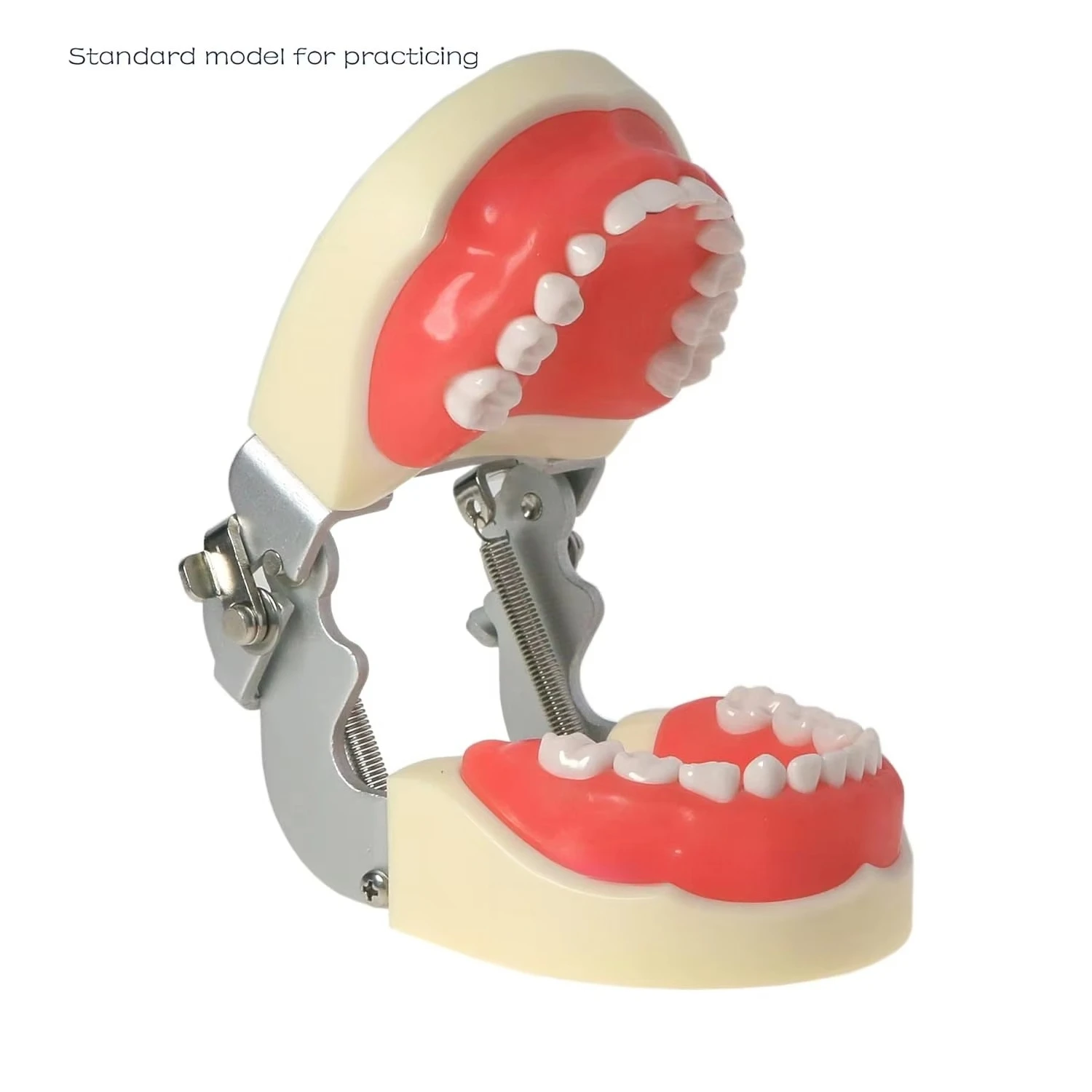 Child Teeth Model Typodont Dental Standard with Soft Gum 24 Removable Teeth for Pediatric Dentist Practice Teaching And Study