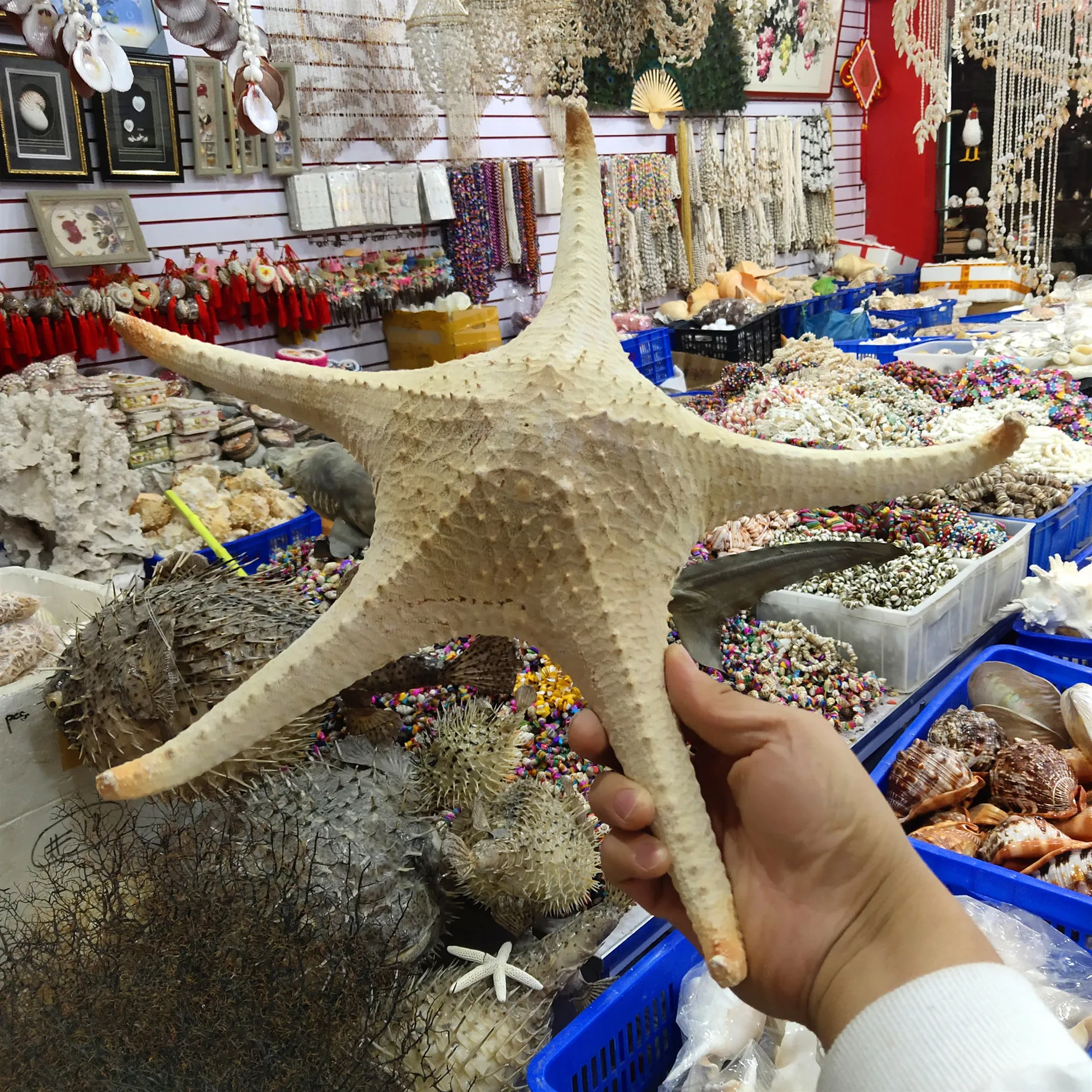 Natural Conch Shell Window Display Decor 40cm Seastar Specimen Asterias Forreri