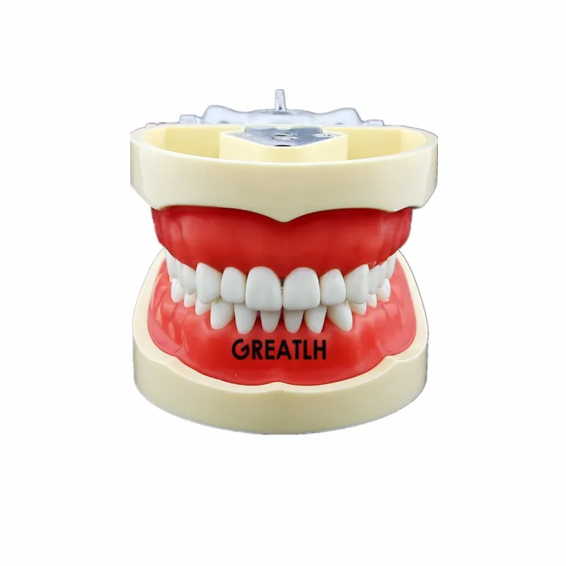 Simple Dental phantom head removable teeth model Silicone Mask 28pcs 32pcs Screw Fixed Teeth replacement