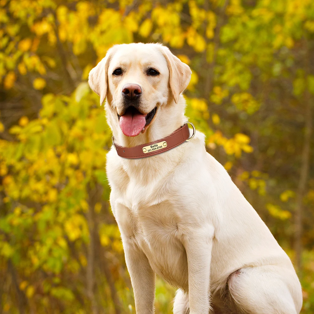 Collare identificativo personalizzato per cani collari Anti-smarrimento per animali domestici collari in morbida pelle imbottiti per cani di taglia piccola e media Chihuahua incisione gratuita