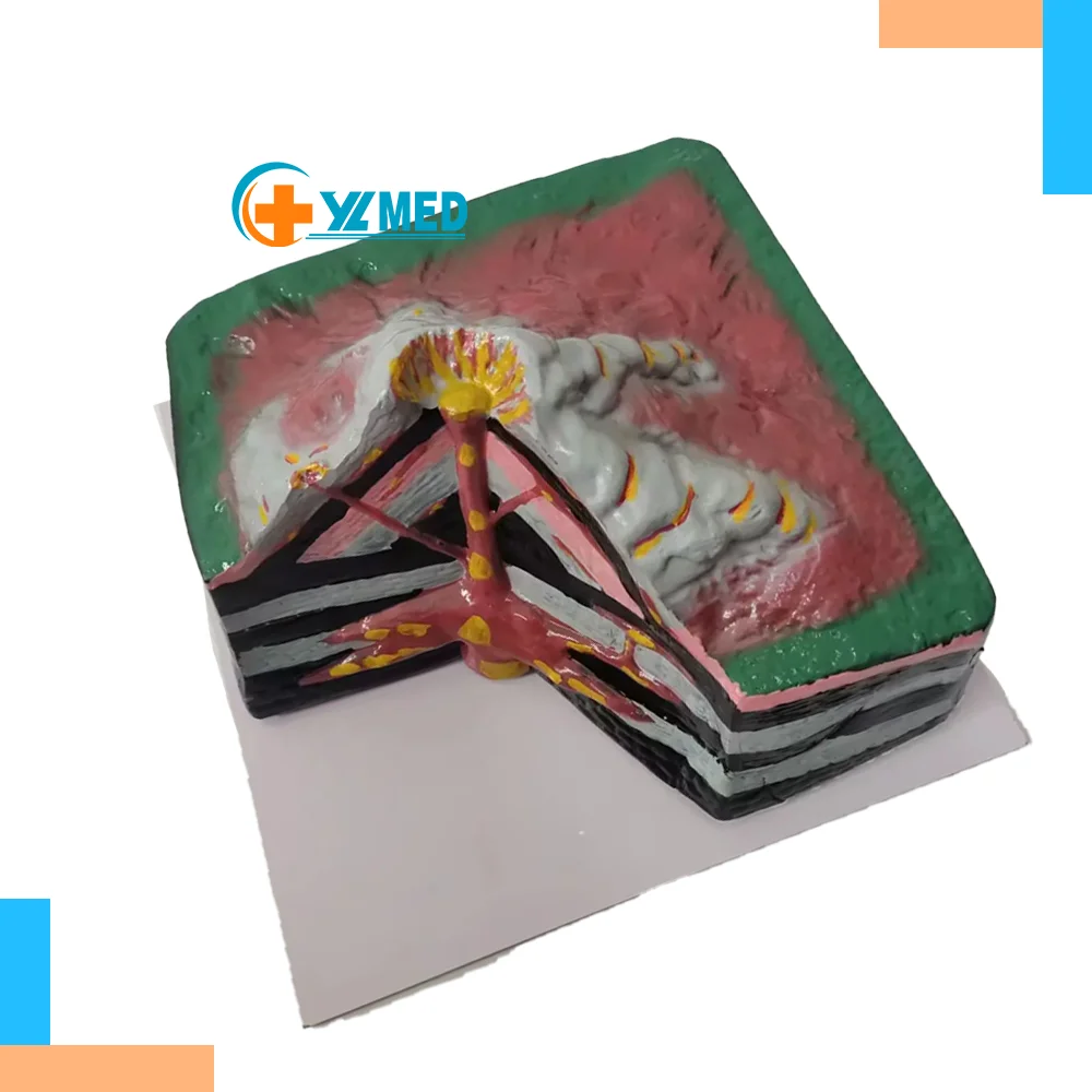 High quality PVC volcano model Model of volcano Large Layers for Geology Classroom