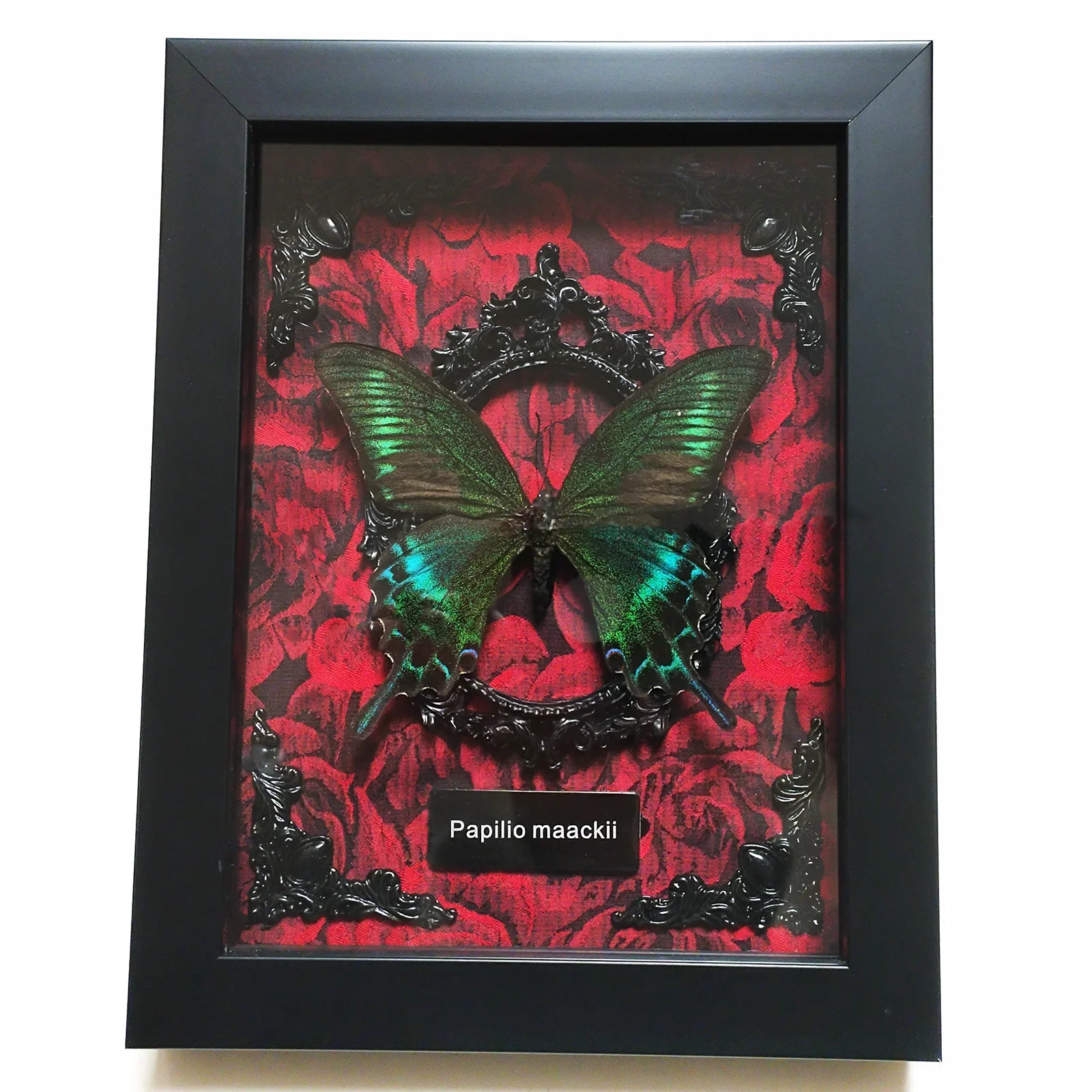 

Real Butterfly Framed Authentic Butterflies Specimen in Shadow Box Collection Unique Taxidermy Collectables Stand Alone Frame