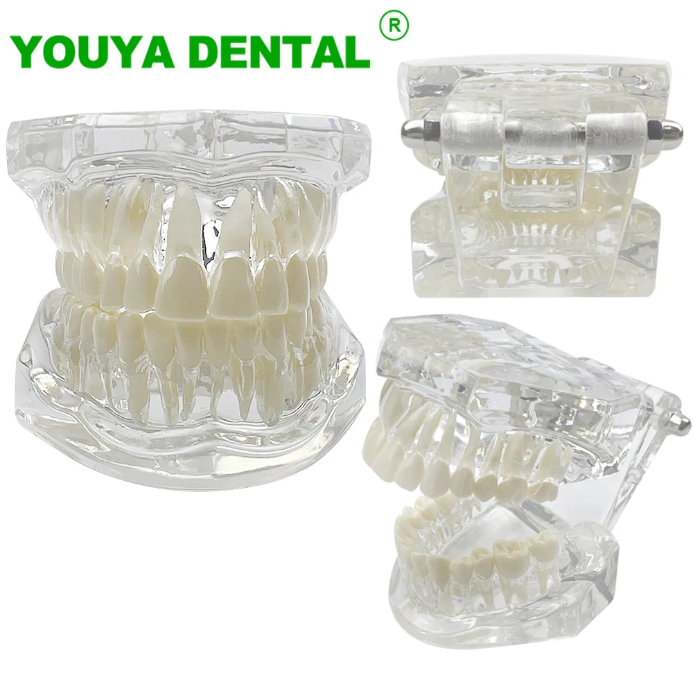 

Transparent Dental Model Standard Teeth Typodont Jaw Model Teaching Study Demonstration Tools Dentist Student Model Dentistry