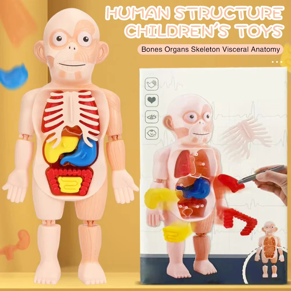 Detachable human organ model, children DIY puzzle medical early science education toys, 3D jigsaw anatomical model toys