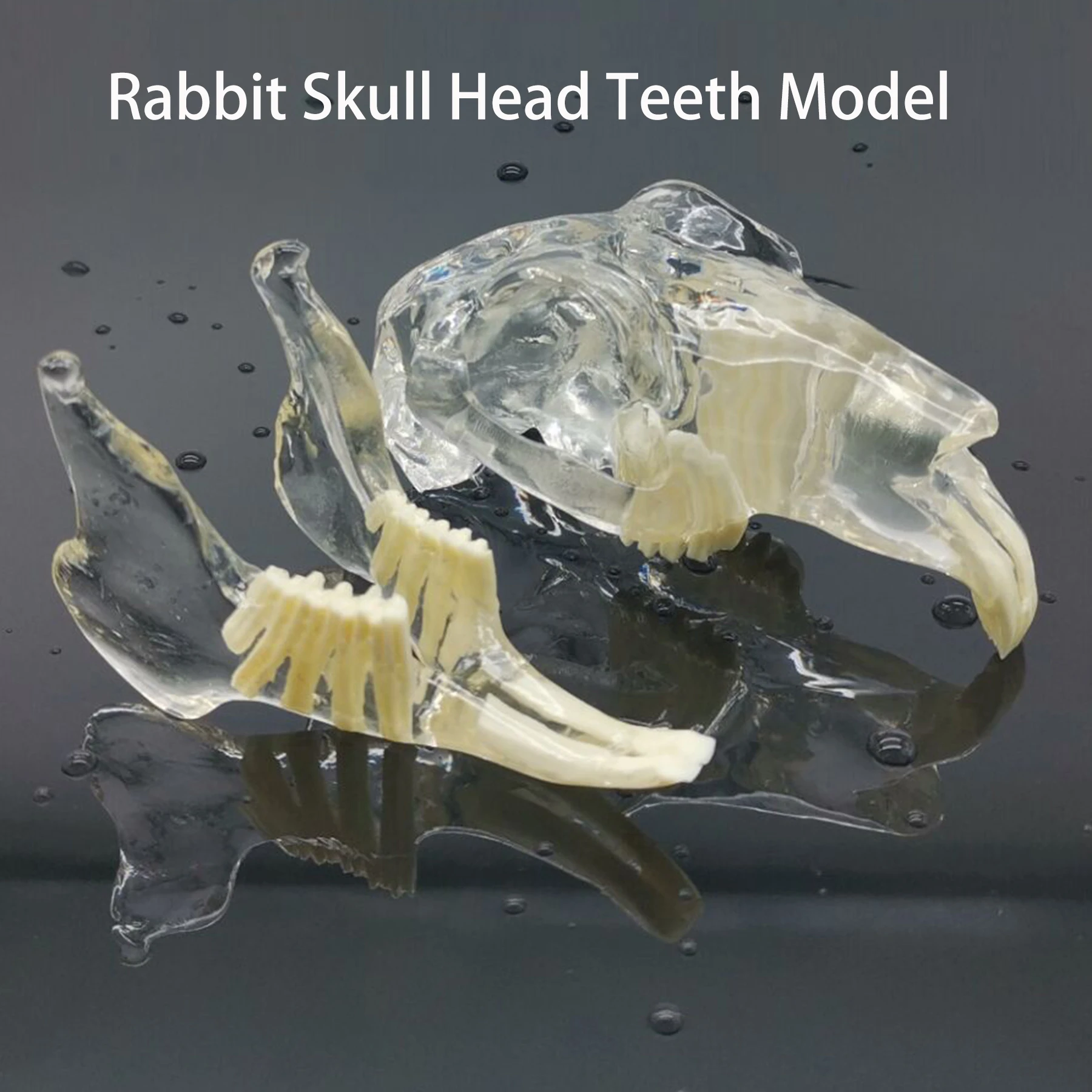 

Dental Rabbit Teeth Model Full Skull Head Clear Pet Anatomical Tooth Jaw Canine Veterinary Education Decoration Demonstrate