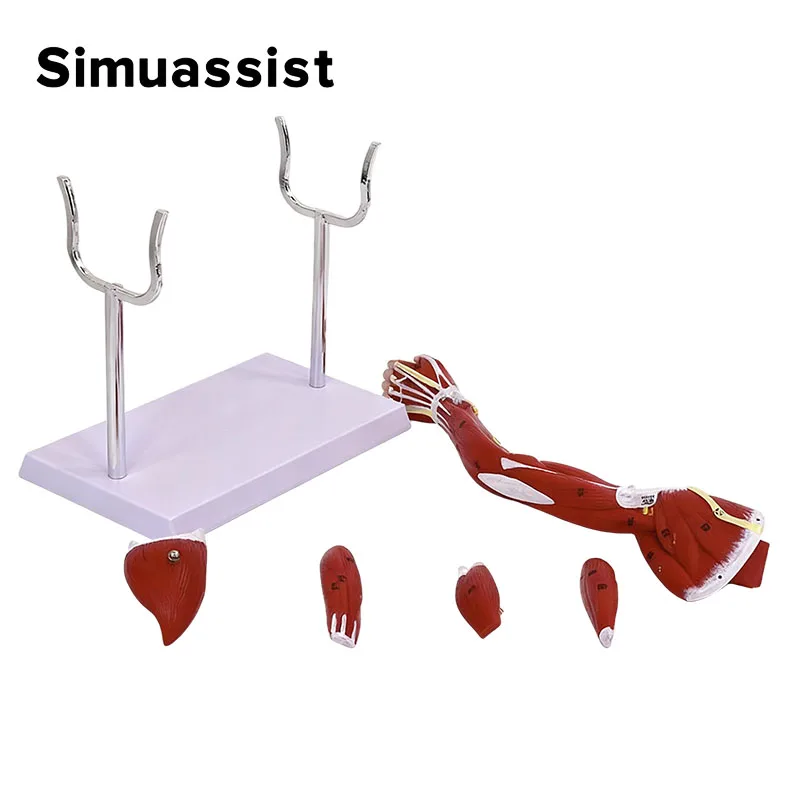 Upper Limb Arm Muscle Anatomy Model Medical Teaching Tool Detachable Muscles for School