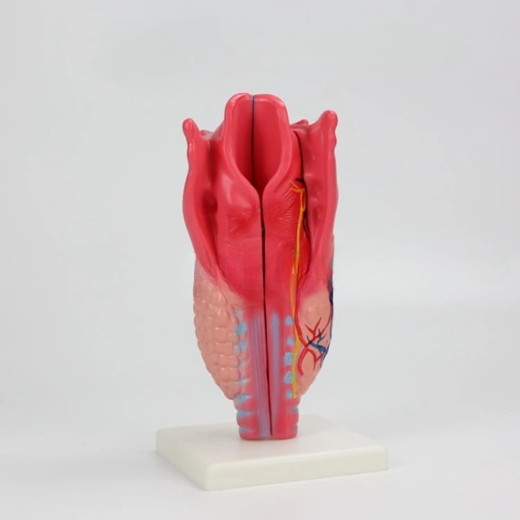 

Laryngeal anatomy model, factory direct sales of various biological and medical teaching models