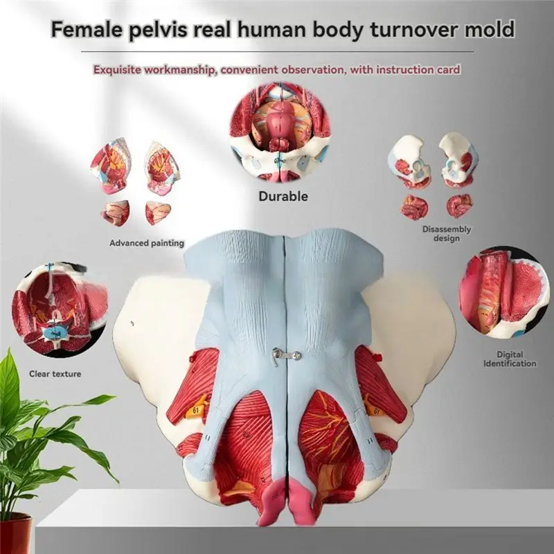 Ingenious-Disassembled Female Pelvis Anatomy Model PVC Female Pelvis With Floor Muscle,Nerves Model Lab Supplies,Uterine Pelvic